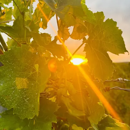 Da Toni Chiara アパート リューデスハイム・アム・ライン