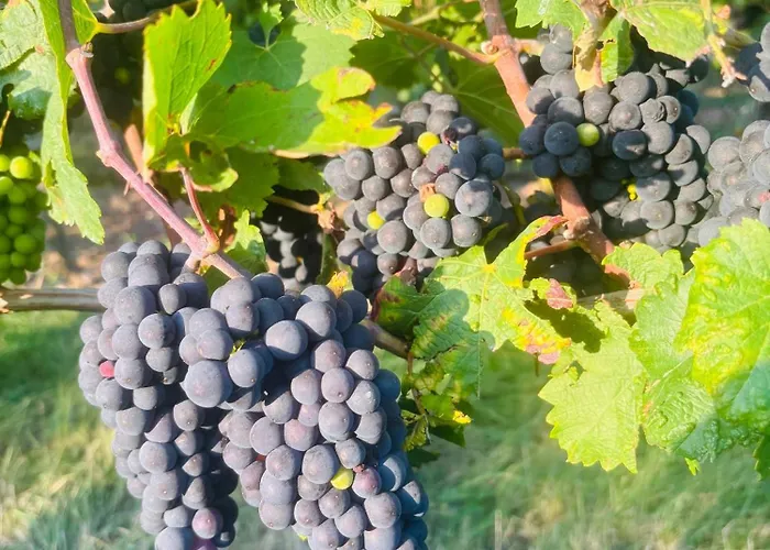 Da Toni Chiara Apartmán