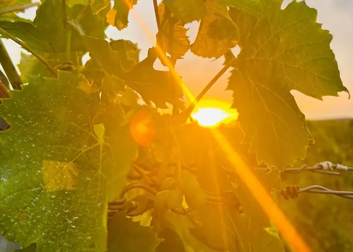 Da Toni Chiara Apartmán Rüdesheim am Rhein